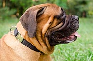 Regolabile collare in nylon "Reliable grip" per Bullmastiff