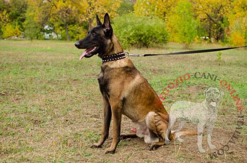 Stupendo collare con borchie a
punta per Malinois