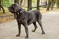 Universale collare in nylon con scritta per Mastino Napoletano