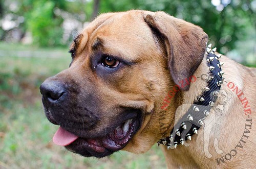 Collare decorato con borchie a punta
indossato da Cane Corso