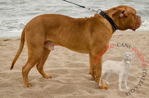 Dogue de Bordeaux con elegante collare in nylon
decorato