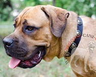 Collare in nylon decorato per Cane Corso