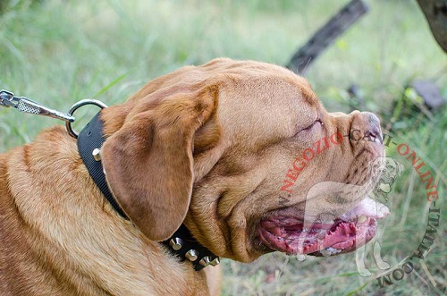 Collare decorato con borchie a piramidi indossato da
Dogue de Bordeaux