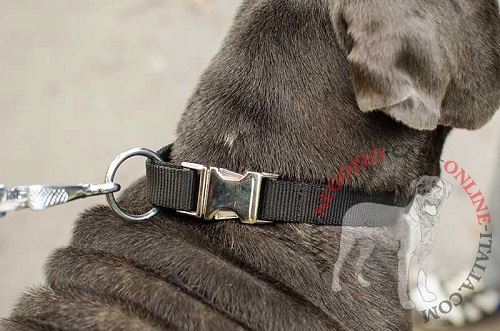 Collare in nylon a sgancio rapido indossato da
Mastino Napoletano