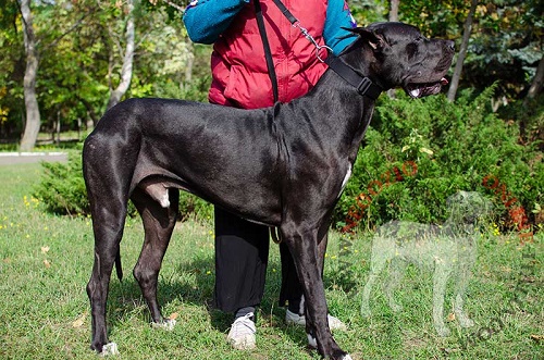 Collare in nylon a sgancio rapido indossato da
Alano