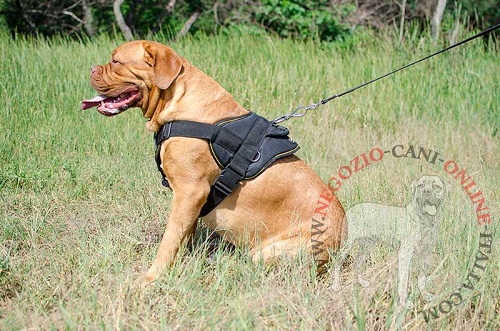 Leggera
pettorina in nylon per Dogue de Bordeaux