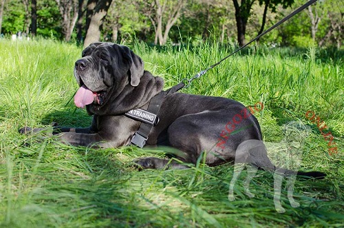 Mastino
Napoletano con la pettorina in nylon indosso