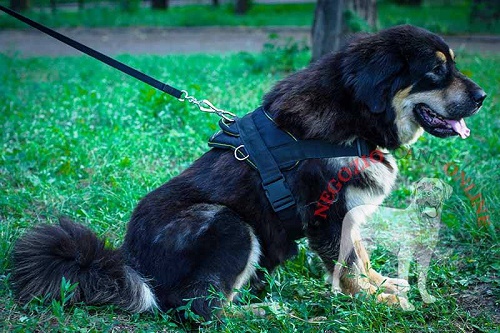 Pettorina multiuso indossata da Mastiff