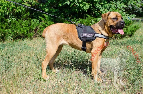 Comoda pettorina con maniglia per Cane Corso