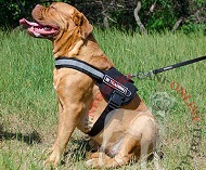Pettorina multifunzionale in nylon per Dogue de Bordeaux Pettorina multifunzionale in nylon per Dogue de Bordeaux