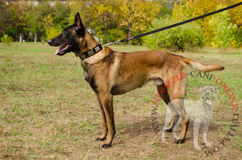 Cane di razza Malinois con grazioso
collare decorato indosso