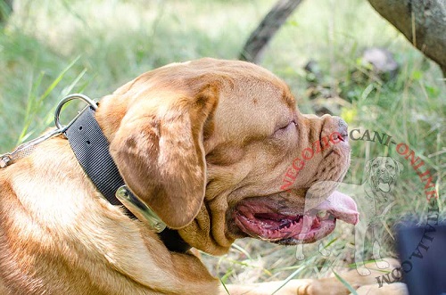 Collare in nylon con targhetta in metallo
indossato da Dogue de Bordeaux