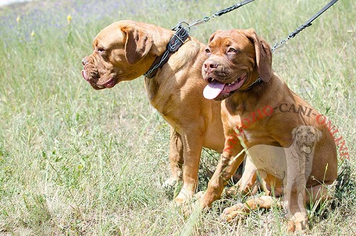 Collare con disegno di filo spinato per Dogue de Bordeaux