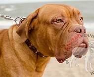 Collare in cuoio con piramidi e semisfere per Dogue de Bordeaux Collare in cuoio con piramidi e semisfere per Dogue de Bordeaux