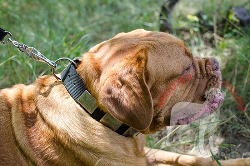 Leggero collare in nylon indossato da
Dogue de Bordeaux