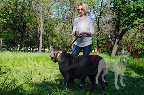 Collare in cuoio con piastrine e borchie a punta
idossato da Mastino Napoletano