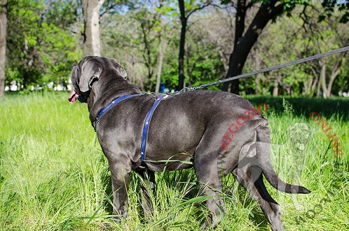 Pettorina in cuoio naturale decorata
a bandiera americana per Mastino Napoletano