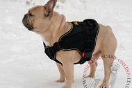 Pettorina in nylon "Tractive Force" per Bulldog Francese