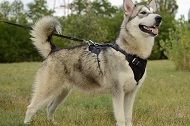 Pettorina in pelle naturale "Working dog" per Malamut Pettorina in pelle naturale "Working dog" per Malamut