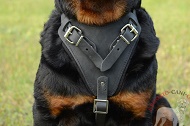 Pettorina in pelle naturale "Working dog" per Rottweiler [H1]