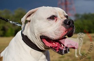 Collare foderato "Walk the Rounds" per Bulldog Americano Collare foderato "Walk the Rounds" per Bulldog Americano