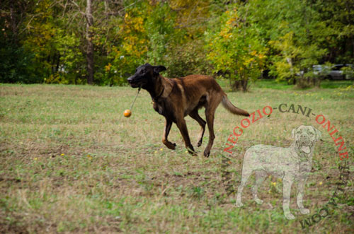 Affidabile collare a strozzo indossato da Malinois