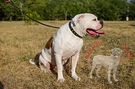 Collare decorato "Twice as Nice" in pelle per Bulldog Americano Collare decorato "Twice as Nice" in pelle per Bulldog Americano