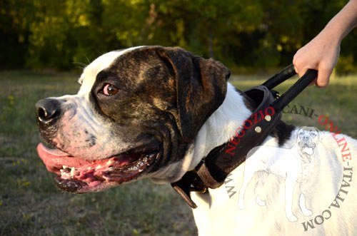 Resistente collare per
Bulldog Americano