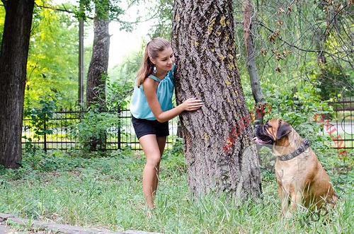 Collare per passeggiate con Bullmastiff