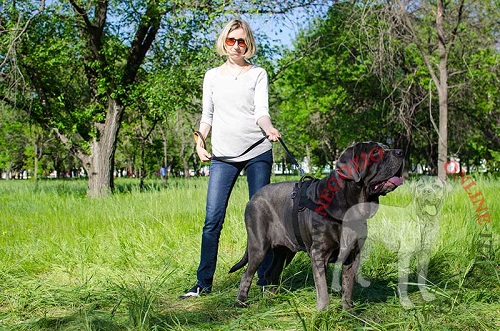 Pettorina multiuso
per Mastino Napoletano