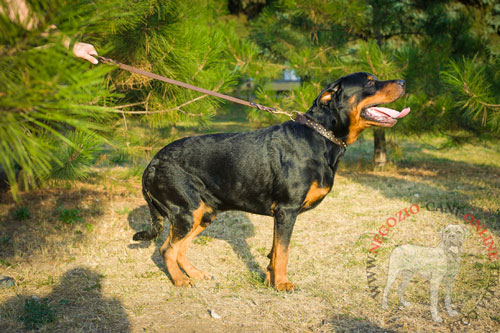 Grazioso collare in pelle per passeggiate con Rottweiler