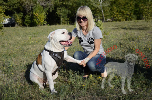 Migliore pettorina per uscite con 
Bulldog Americano