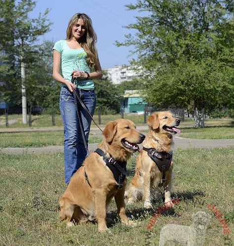 Indispensabile pettorina per passeggiate con Golden Retriever