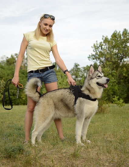 Pratica pettorina con maniglia per Alaskan Malamute