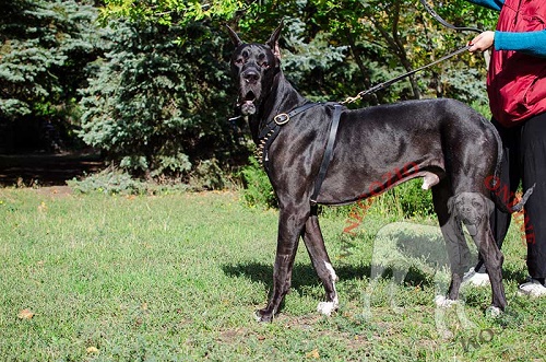 Alano con bellissima pettorina in cuoio decorata con
borchie a punta