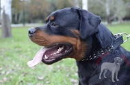 Collare in pelle "Vivid flash of lightning" per Rottweiler