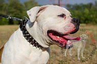 Collare in pelle "Thorn Kick" per Bulldog Americano Collare in pelle "Thorn Kick" per Bulldog Americano
