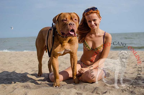 Collare in cuoio con decorazioni indossato da Dogue de Bordeaux