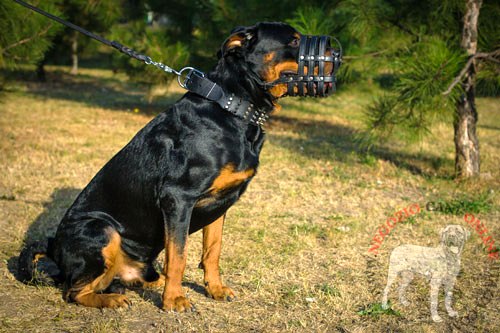 Rottweiler con collare in cuoio largo decorato indosso