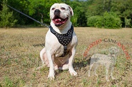 Pettorina in pelle "Jewel" per Bulldog Americano Pettorina in pelle "Jewel" per Bulldog Americano