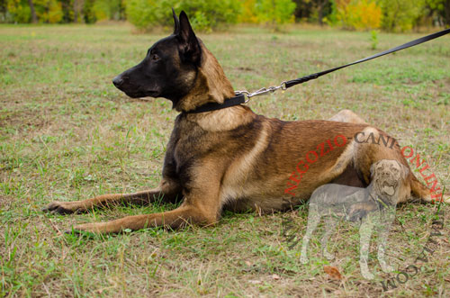 Collare in vero cuoio per Malinois