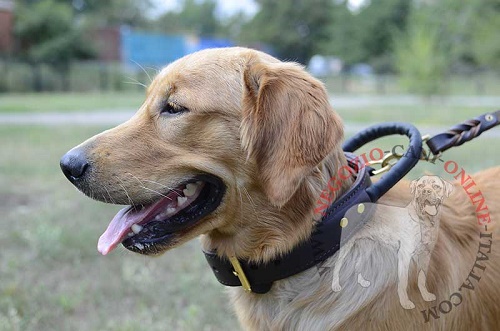 Affidabile collare indossato da
Golden Retriever