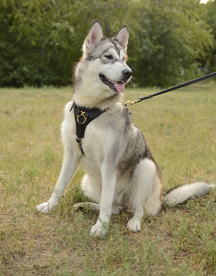 Pettorina in cuoio per cani di taglia grande come Alaskan Malamute