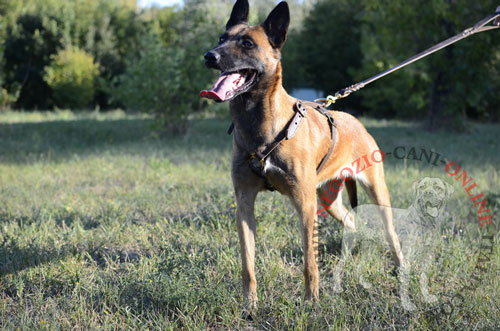 Pratica pettorina in pelle
indossata da Malinois