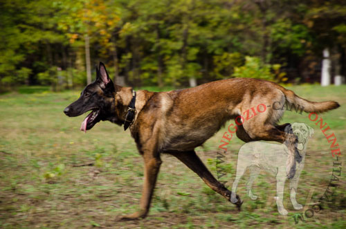 Elegante collare per passeggiate con Malinois