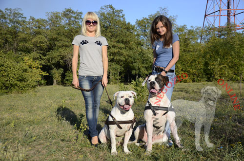 Pettorina da tiro in pelle naturale per Bulldog Americano