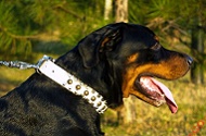 Collare bianco in vera pelle con decorazioni per Rottweiler