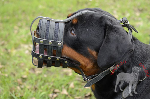 Comoda e leggera museruola per
Rottweiler