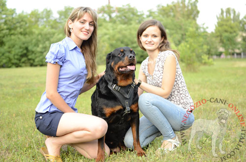 Confortevole pettorina indossata da
Rottweiler