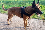 Pettorina in nylon multifunzionale "Feel free" per Malinois